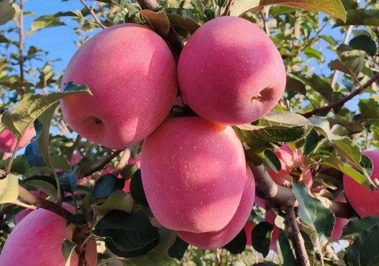 白馬鋪鎮(zhèn)的富士蘋果。