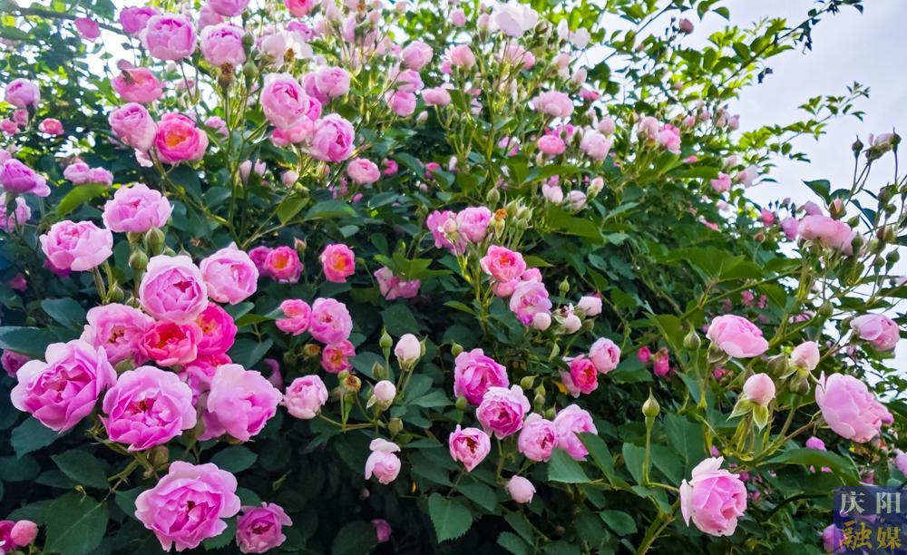 【攝影報(bào)道】薔薇花開！邂逅夏日的浪漫