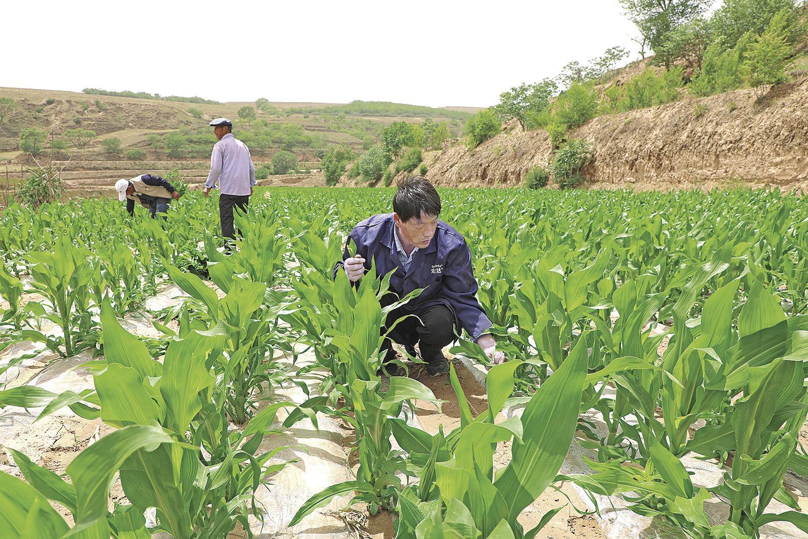 村民搶抓墑情，全力投入玉米管護(hù)、缺苗補(bǔ)種等農(nóng)事當(dāng)中